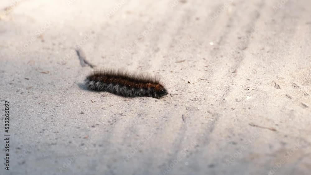 Close-up of a Fox Moth caterpillar (Macrothylacia rubi) on a sunny afternoon. Huge furry black and brown caterpillar crawling in dry sand. Autumn lowland scenery with copy space from Hungary, Europe. Close-up of a Fox Moth caterpillar (Macrothylacia rubi) on a sunny afternoon. Huge furry black and brown caterpillar crawling in dry sand. Autumn lowland scenery with copy space from Hungary, Europe.