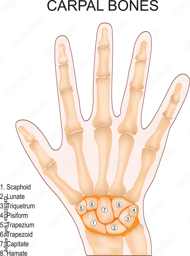 BONES OF THE HAND visual data 7