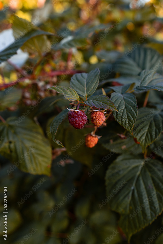 red berries in autumn red berries in autumn