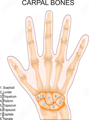 Carpal bones. Human hand anatomy photo
