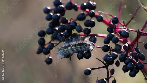 Close up of Fall webworm moth caterpillar (Hyphantria cunea) walking or crawling on beautiful black berries. Autumn scenery with a furry worm and fresh European elder or elderberry (Sambucus nigra). photo