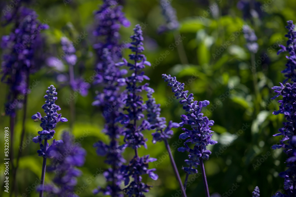 Fototapeta premium Spring tones and textures. Blue sage field.