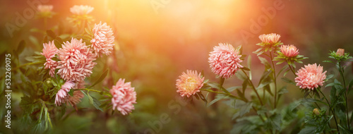 Fototapeta Naklejka Na Ścianę i Meble -  łososiowego koloru astry, jesienne kwiaty, autumn asters