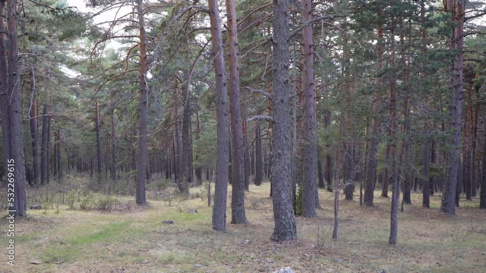 Static plane of a quiet Pinus sylvestris forest in Teruel, Spain Static plane of a quiet Pinus sylvestris forest in Teruel, Spain