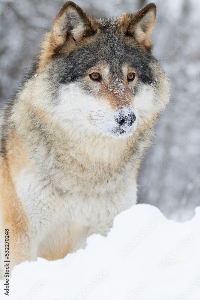 Close-up of wolf standing in beautiful and cold winter forest Close-up of wolf standing in beautiful and cold winter forest