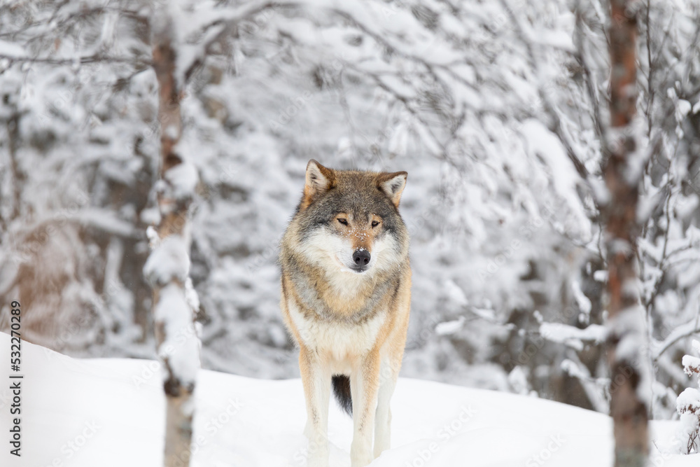 Beautiful wolf standing in the snow in beautiful winter forest Beautiful wolf standing in the snow in beautiful winter forest