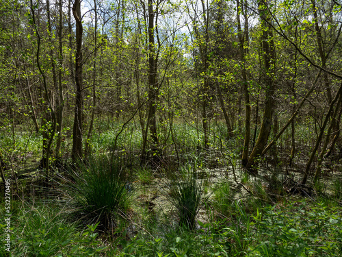Green sommer swamp