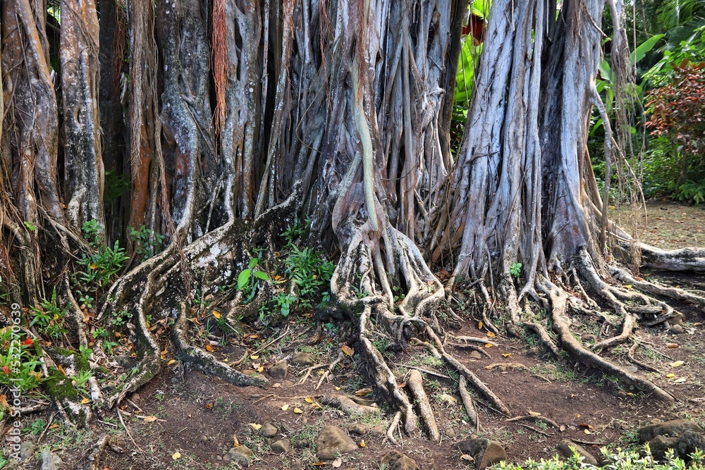 Ficus tree roots Ficus tree roots