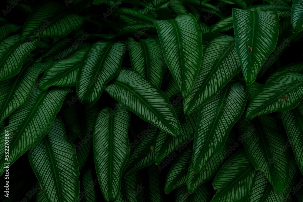 Dark exotic plant background