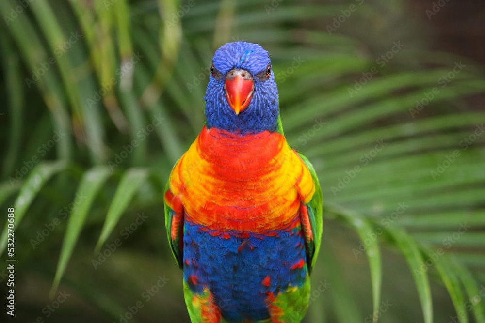 Naklejka premium Rainbow lorikeet colorful parrot