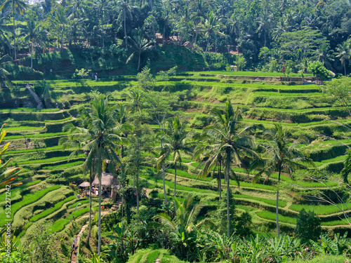 Indonesia, Bali, Ubud. Tegallalang Rice Terraces.