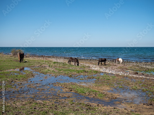 Horses at the beach denmark