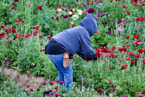 View of a person working in a flower field picking flowers. © Romar66