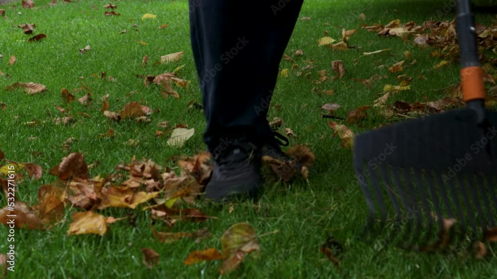 Gardener raking dry leaves on lawn in autumn garden Gardener raking dry leaves on lawn in autumn garden