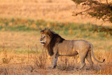 Africa, Tanzania. Portrait of a male lion.