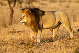 Africa, Tanzania. Portrait of a male lion.