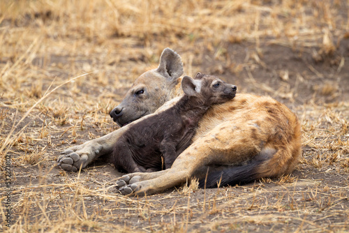 Africa, Tanzania. A hyena pup snuggles with an adult.