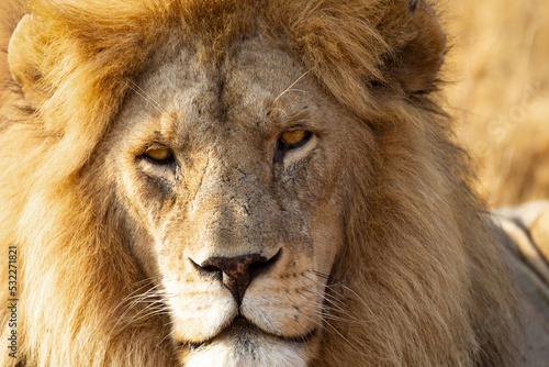 Fototapeta Naklejka Na Ścianę i Meble -  Africa, Tanzania. Headshot of a male lion.