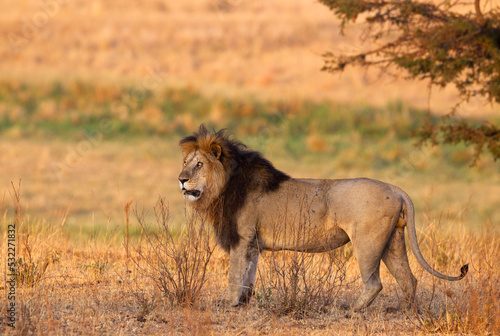 Fototapeta Naklejka Na Ścianę i Meble -  Africa, Tanzania. Portrait of a male lion.