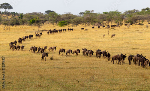 Africa, Tanzania. Wildebeests follow the leader in an orderly line. © Danita Delimont