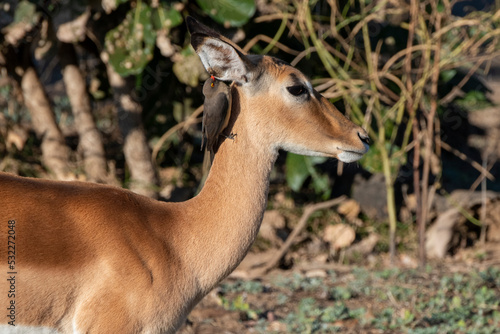 Zambia  South Luangwa. Common impala with red-billed oxpecker cleaning ears.