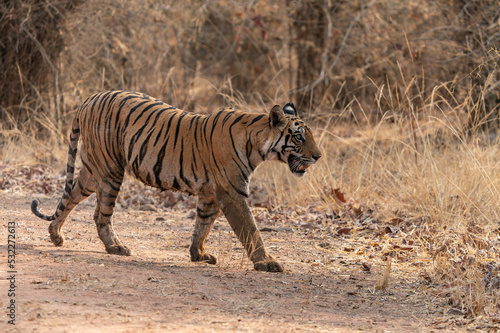 Tiger  Bengal Tiger  Panthera tigris Tigris   walking in Bandhavgarh National Park in India                                                                                                             