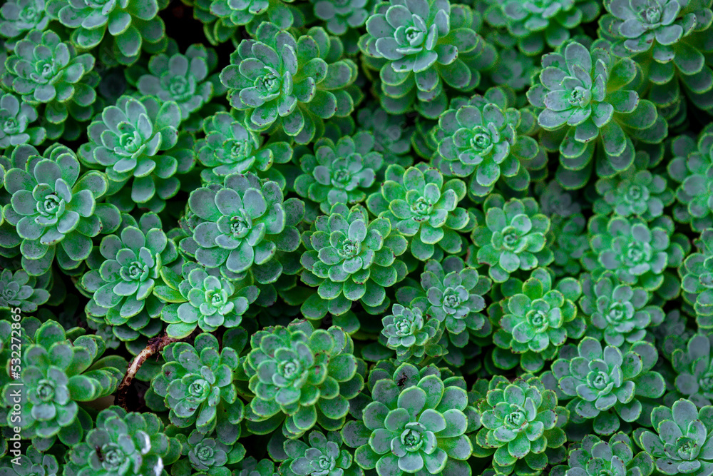 Selective focus of small Canary aeonium plant in the garden, Aeonium canariense is a species of flowering plant in the family Crassulaceae, Nature green leaves background, Greenery pattern texture. Selective focus of small Canary aeonium plant in the garden, Aeonium canariense is a species of flowering plant in the family Crassulaceae, Nature green leaves background, Greenery pattern texture.