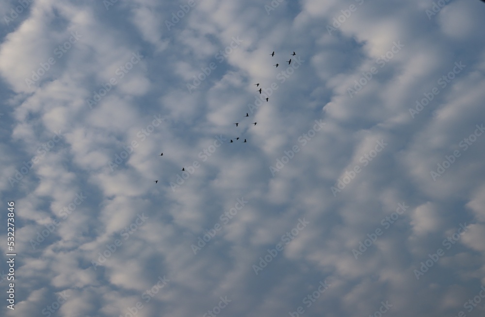 Birds in the cloudy sky