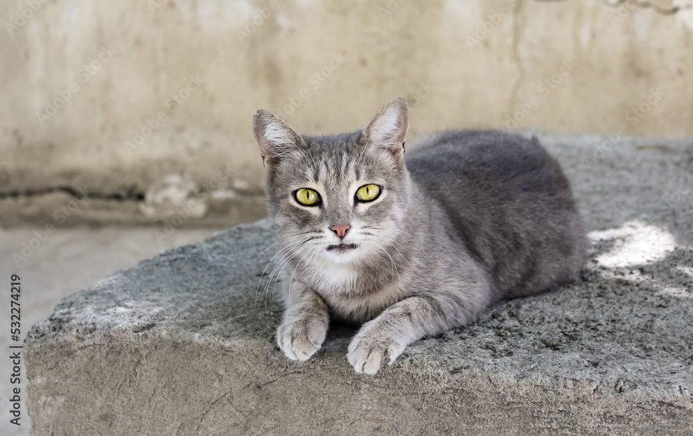 Homeless gray cat on concrete