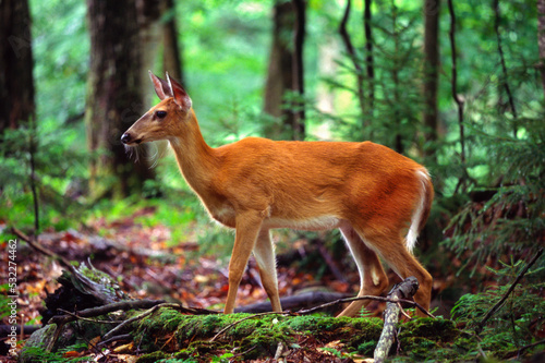 Whitetail Deer in the Adirondacks State Park, Old Forge, New York USA photo