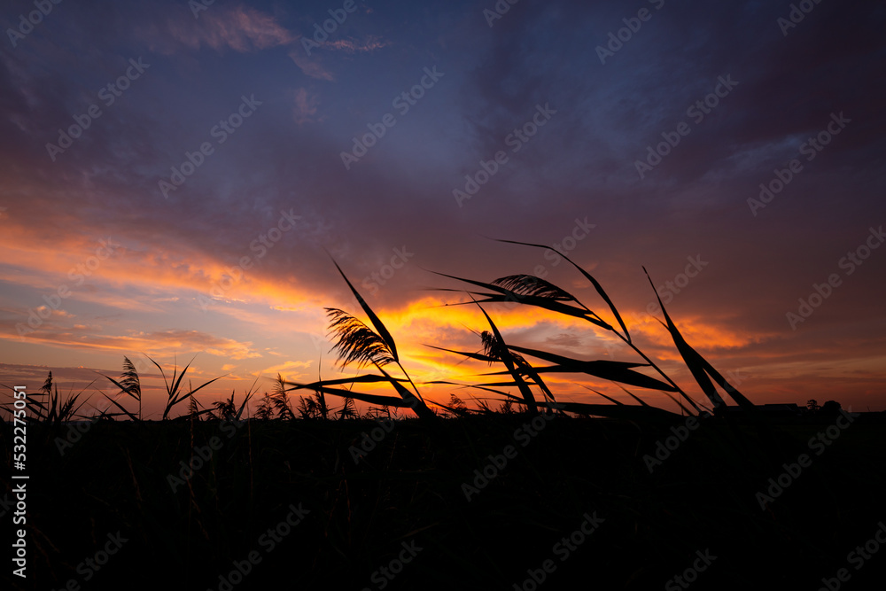 Reed plumes move in the wind and stand out darkly against a colorful evening sky