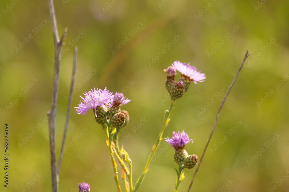 Closeup of spotted knapweed flowers with green blurred background Closeup of spotted knapweed flowers with green blurred background