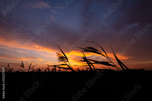 Reed plumes move in the wind and stand out darkly against a colorful evening sky