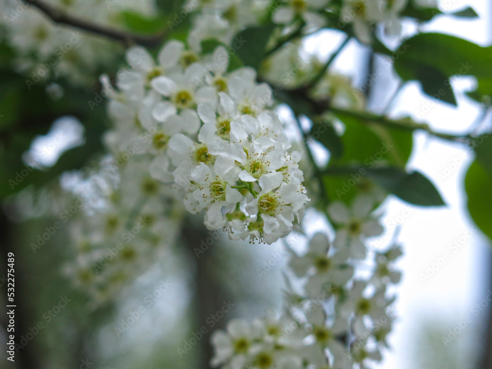 delicate fragrant brushes of cherry blossoms bloom in spring delicate fragrant brushes of cherry blossoms bloom in spring