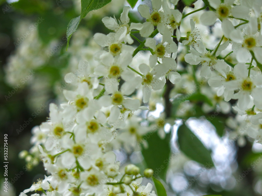 delicate fragrant brushes of cherry blossoms bloom in spring delicate fragrant brushes of cherry blossoms bloom in spring