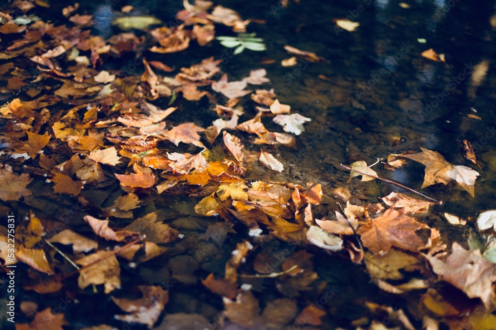 feuille d'automne dans la riviere