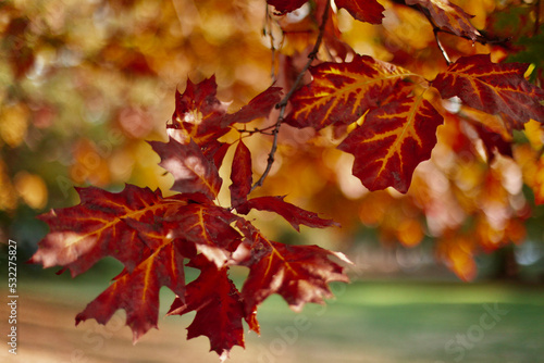 feuilles d'automne sur un arbre photo