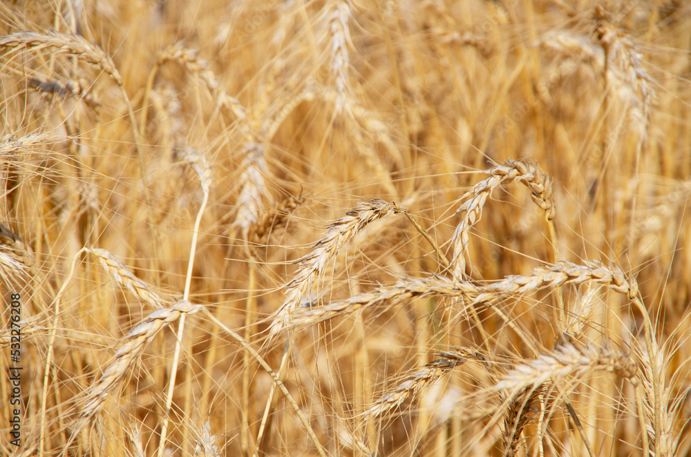 Fototapeta premium Fields of wheat at the end of summer fully ripe