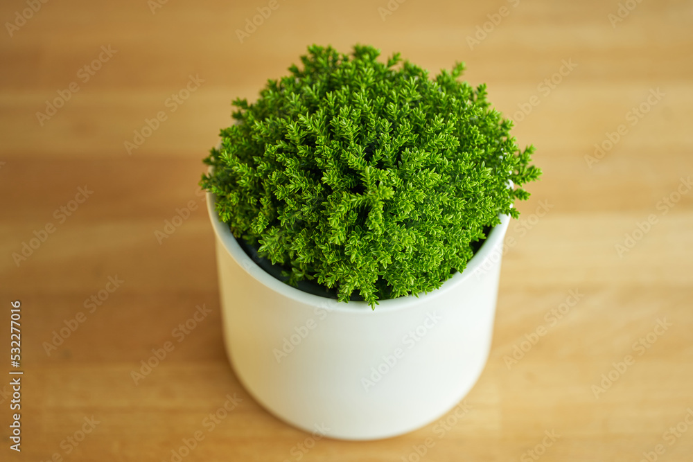 Hebe green globe plant in a white flower pot. Emerald gem, emerald green. Hebe green globe plant in a white flower pot. Emerald gem, emerald green.