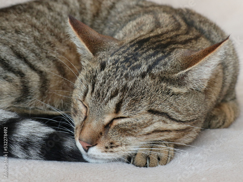 Close up domestic striped cat sleeping on sofa