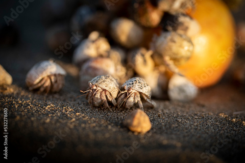 Fototapeta Naklejka Na Ścianę i Meble -  Hermit crabs walking away from food. There are up to 500 species of hermit crabs. They are also often called crayfish. They have a soft bottom, which they hide in the shells of other animals.