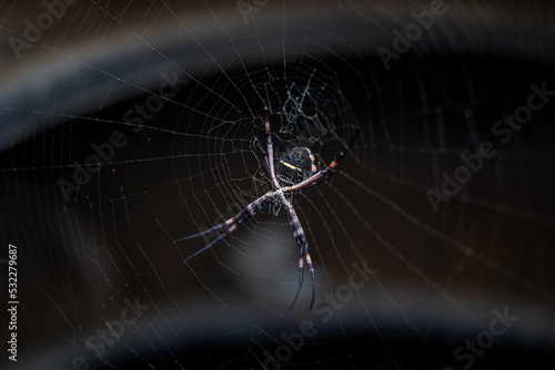 Fotografia spider on the web