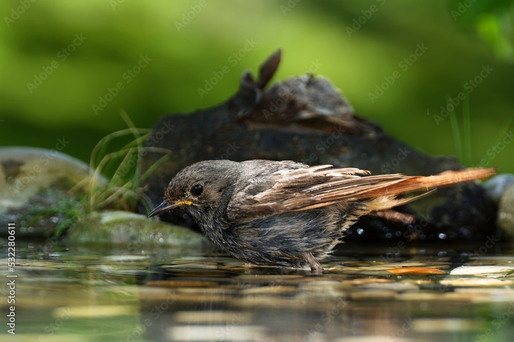 Juvenile male black redstart ( Phoenicurus ochruros) standing in the water of a bird watering hole. Czechia. Juvenile male black redstart ( Phoenicurus ochruros) standing in the water of a bird watering hole. Czechia.