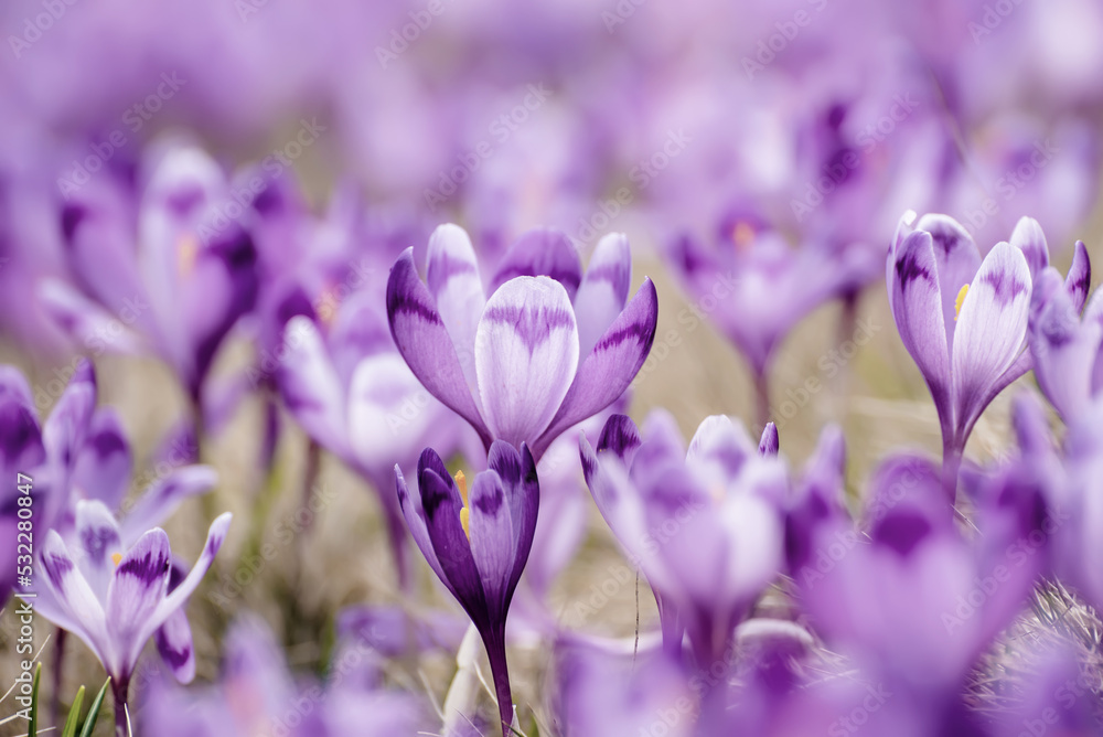 Spring crocus flowers Spring crocus flowers