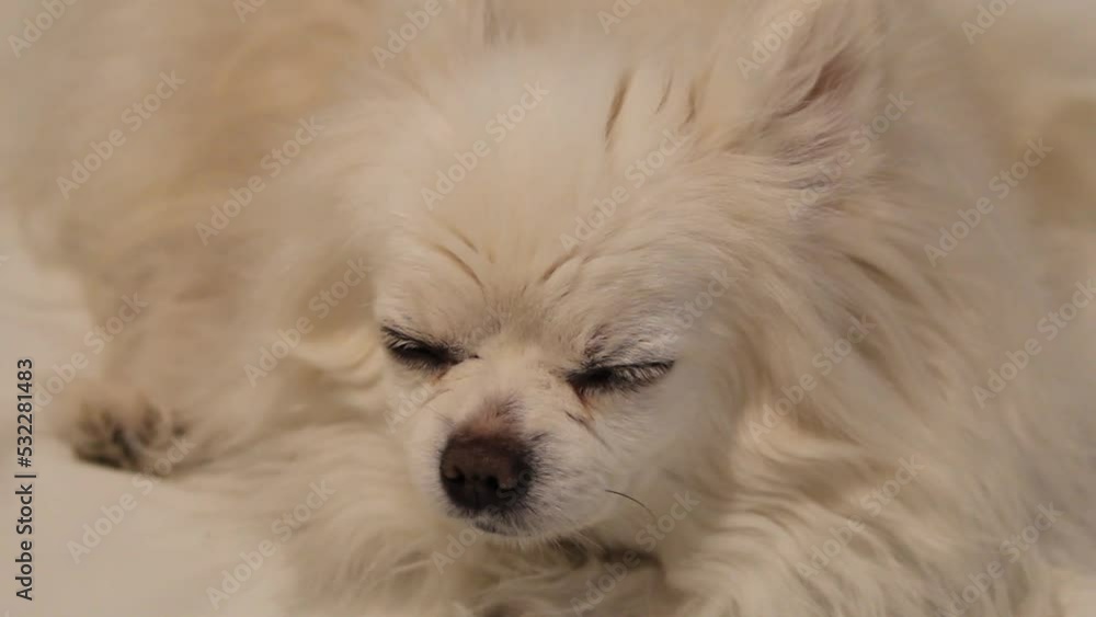 A pet white Chihuahua who is falling asleep on the bed. The dog is struggling to keep his eyes open.