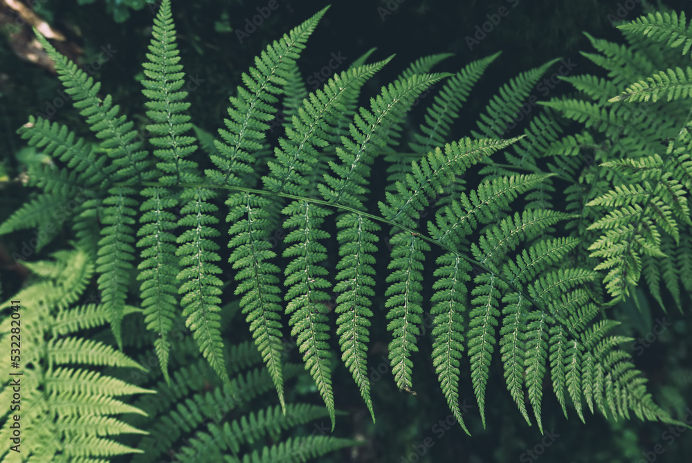 Fern leaf background