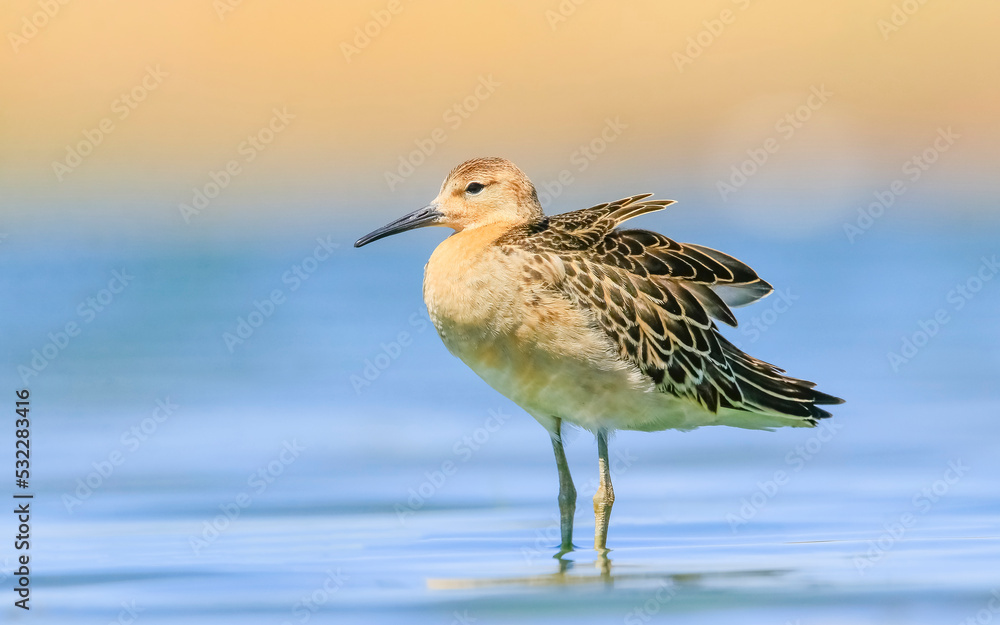 Obraz premium Ruff (Calidris pugnax) is a migratory species. It is a species that breeds in wetlands in the cold regions of Northern Eurasia, and winters in the tropics in the north, especially in Africa.