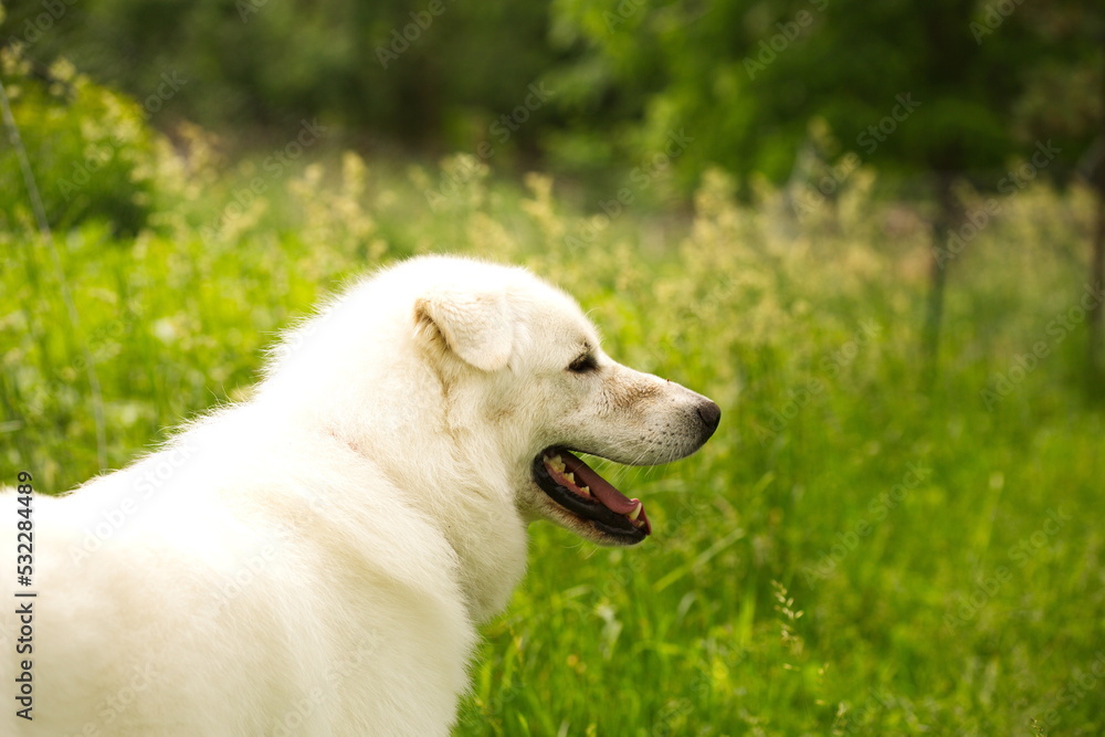 A maremma sheepdog on a small farm in Ontario, Canada. A maremma sheepdog on a small farm in Ontario, Canada.