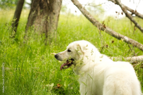 A maremma sheepdog on a small farm in Ontario, Canada.