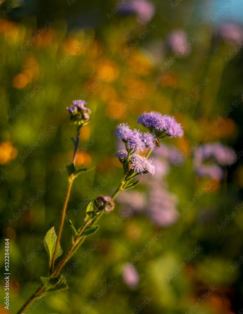 bee on a flower bee on a flower